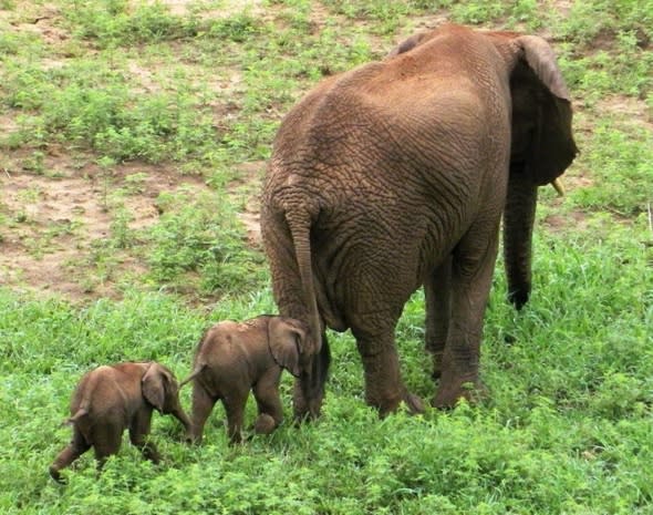 Incredibly rare (and cute) baby elephant twins born in South Africa