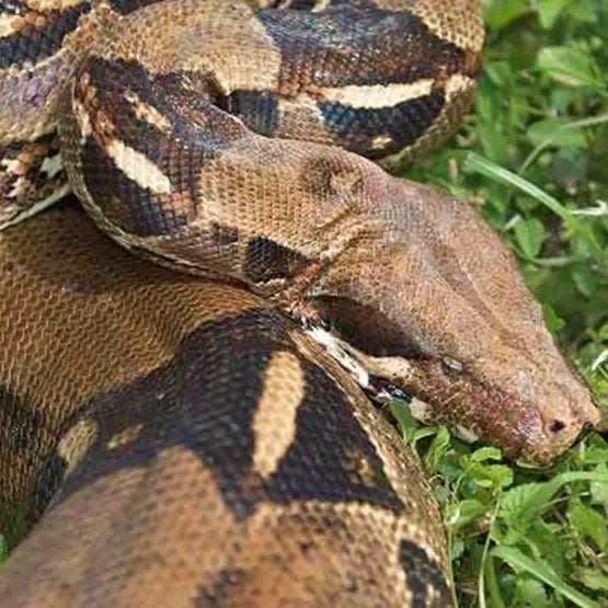 There is one reproducing population of boa constrictors in Florida, in eastern Miami-Dade County.