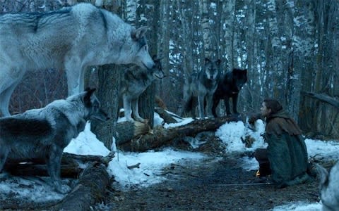 Arya's direwolf Nymeria - Credit: HBO