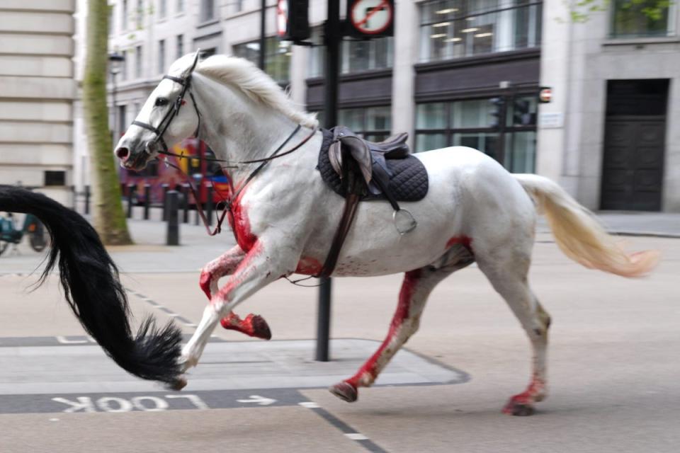 Military horses caused chaos in central London after they were spooked by builders moving rubble (PA Wire)