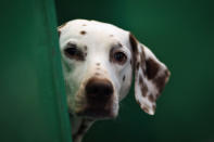 BIRMINGHAM, ENGLAND - MARCH 08: A Dalmation sits in it's kennel on Day one of Crufts at the Birmingham NEC Arena on March 8, 2012 in Birmingham, England. During the annual four-day competition nearly 22,000 dogs and their owners will compete in a variety of categories, ultimately seeking the coveted prize of 'Best In Show'. (Photo by Dan Kitwood/Getty Images)