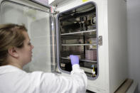 In this Wednesday, Jan. 15, 2020, photo, scientist and study director Jennifer Molignano places living human skin tissue samples into a 98.6 degrees Fahrenheit incubator during a demonstration of experiments on the tissues at a MatTek Corporation lab, in Ashland, Mass. Molignano demonstrated the experiments created to evaluate the effects of exposing human skin tissue to commercially available skin care products, as well as exposing the tissues to ultraviolet B rays, a simulation of exposing skin tissues to sunlight. (AP Photo/Steven Senne)