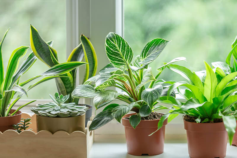 Close up of green leaf of philodendron birkin or new wave. plant in a pot on the windowsill at home. indoor gardening