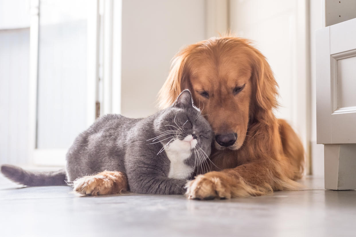 Who would win this meeting of the minds? (Photo: chendongshan via Getty Images)