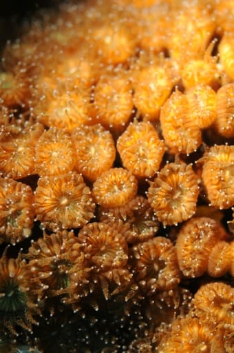 For the first time ever, scientists have found that some corals that were thought to have been killed by heat stress have recovered