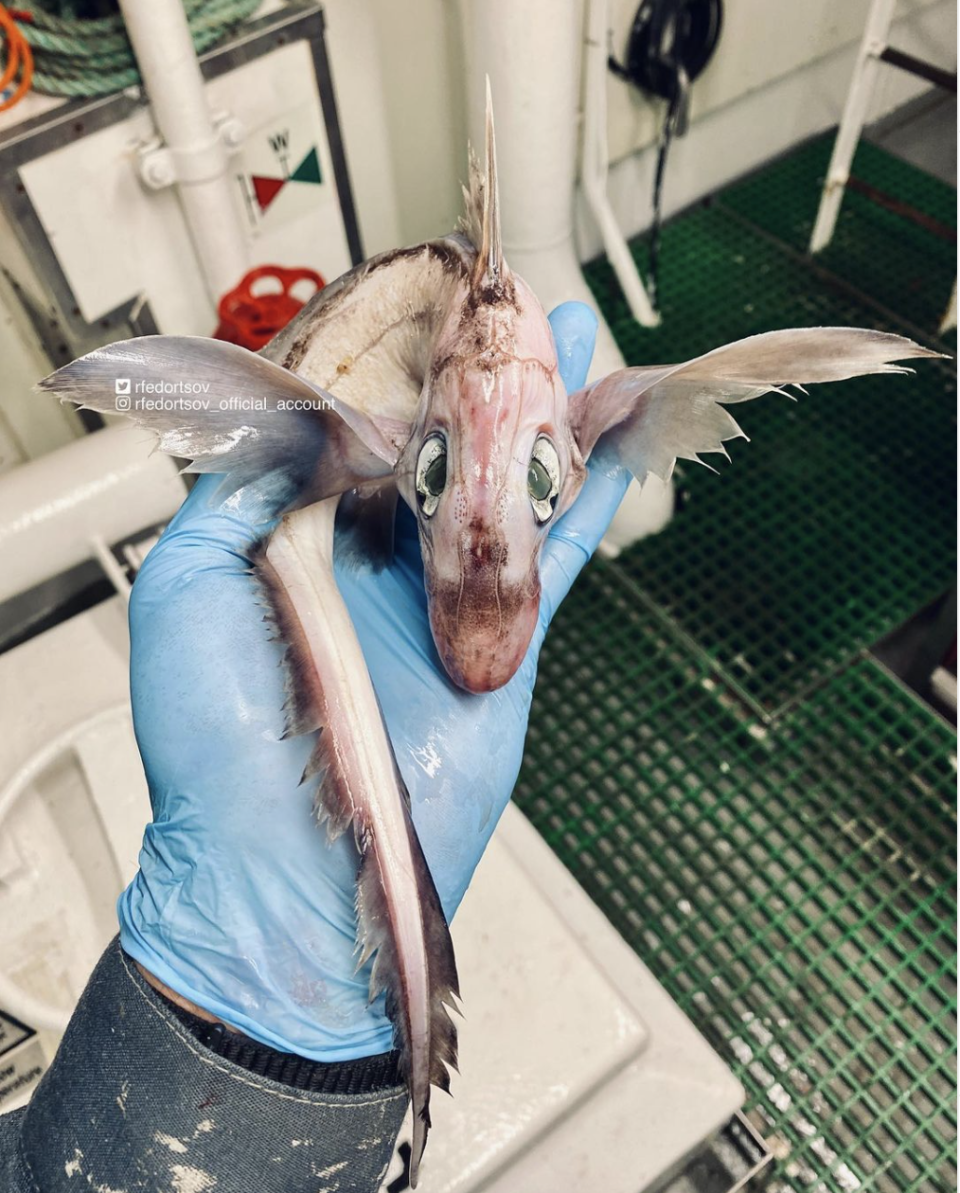 Chimaera, a cartilaginous fish also known as “ghost sharks” found off the coast of Norway