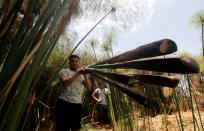 Mohamed Reda, 23, carries papyrus plants at a farm in al-Qaramous village