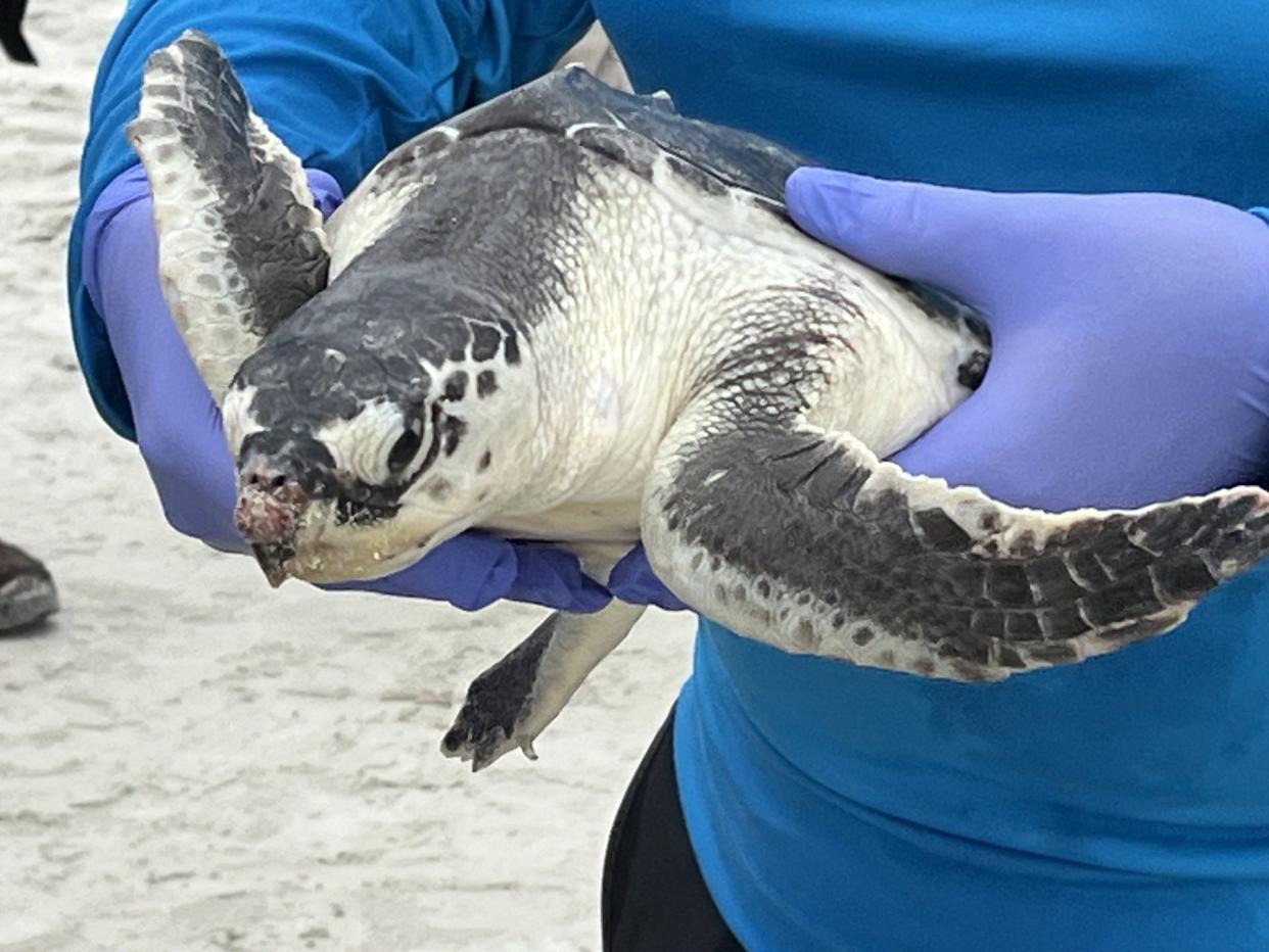 A volunteer holds an endangered Kemp's ridley turtle before it is released into the ocean at Jekyll Island.
