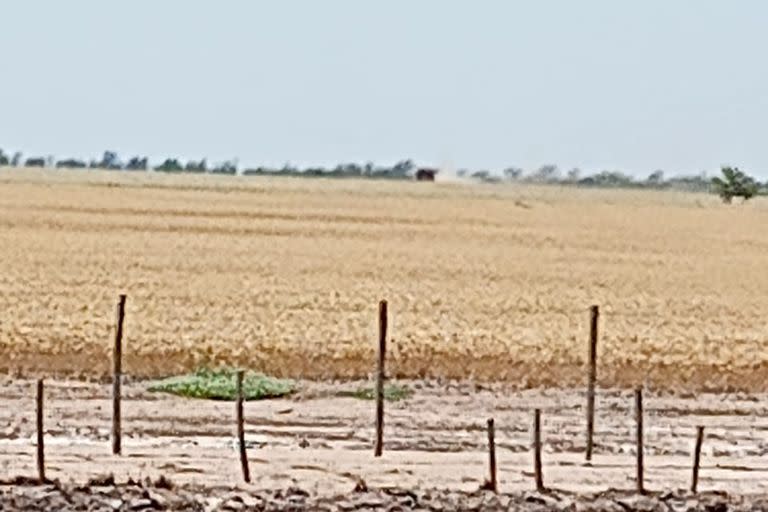 A lo lejos se ve la cosechadora que trilló trigo en el campo de los Masoni