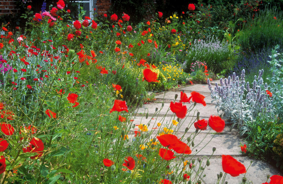 oriental poppies in border