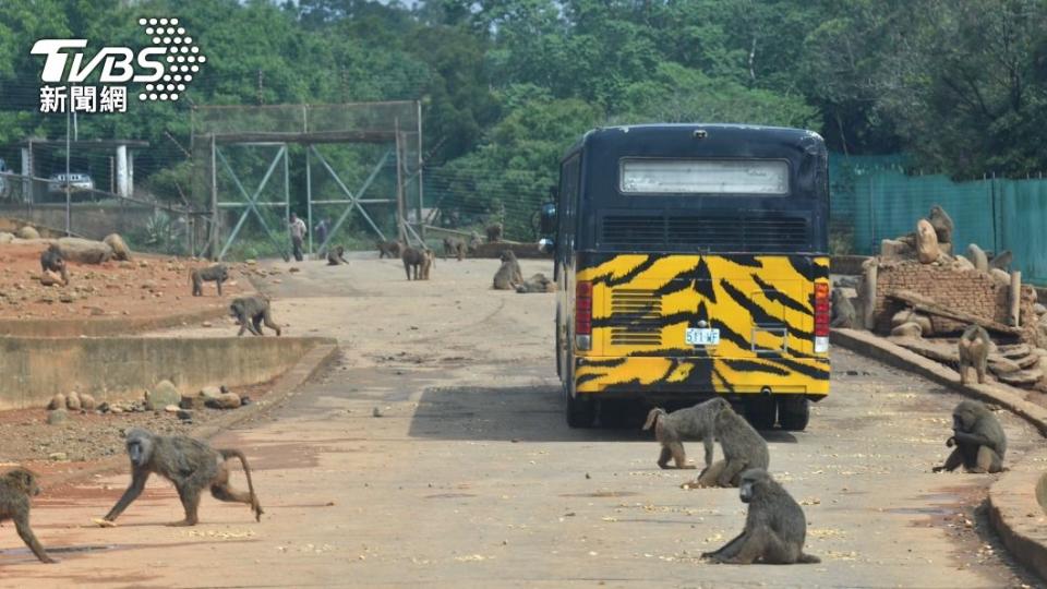 六福村野生動物園區暫時關閉調查中。（圖／胡瑞麒攝）