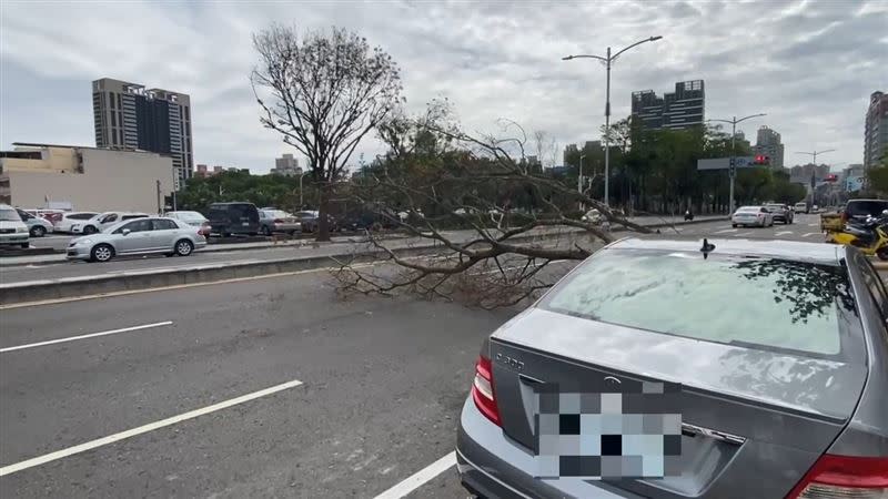 賓士C300慘遭倒塌的路樹集中引擎蓋。（圖／翻攝畫面）