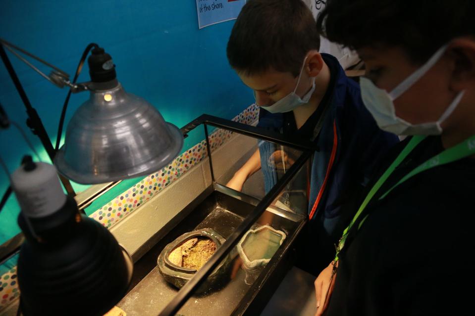 Brayden Smith and Nicholas Richardson check in on "Yoshi", Logan McCay's pet gecko who now resides at Coastal Middle School. 