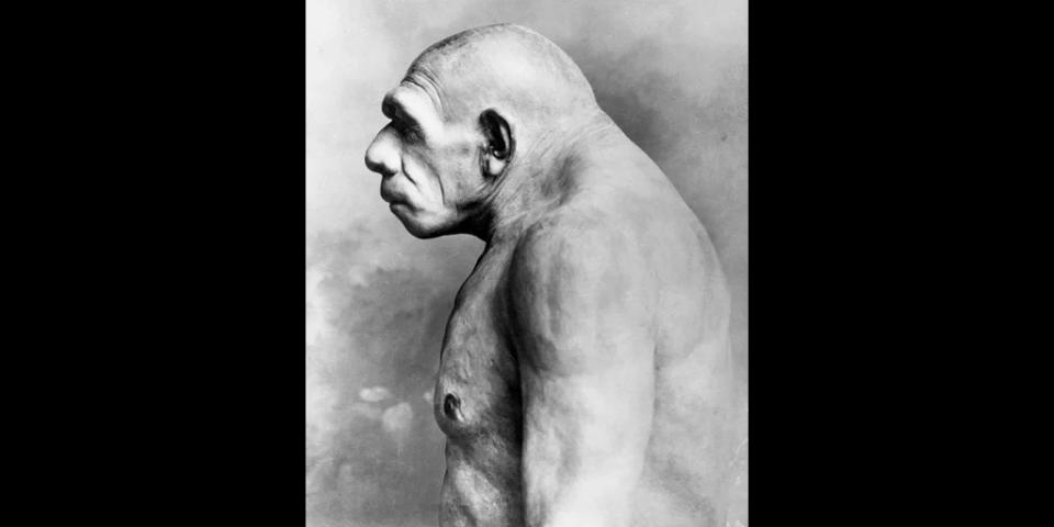 Reproducción de un hombre neandertal; Museo Field de Chicago. (Archivo Bettmann / Getty)
