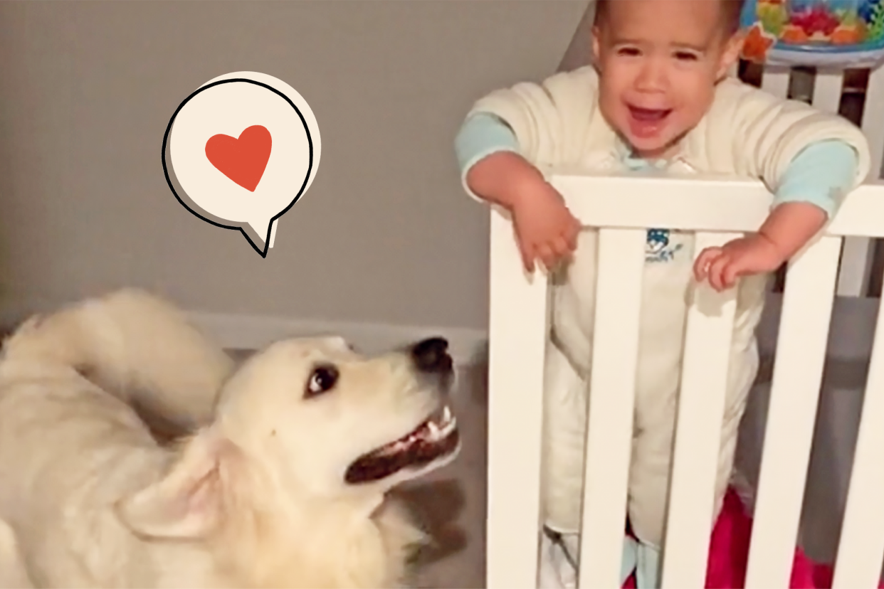 golden retrieve loves waking up baby in a crib