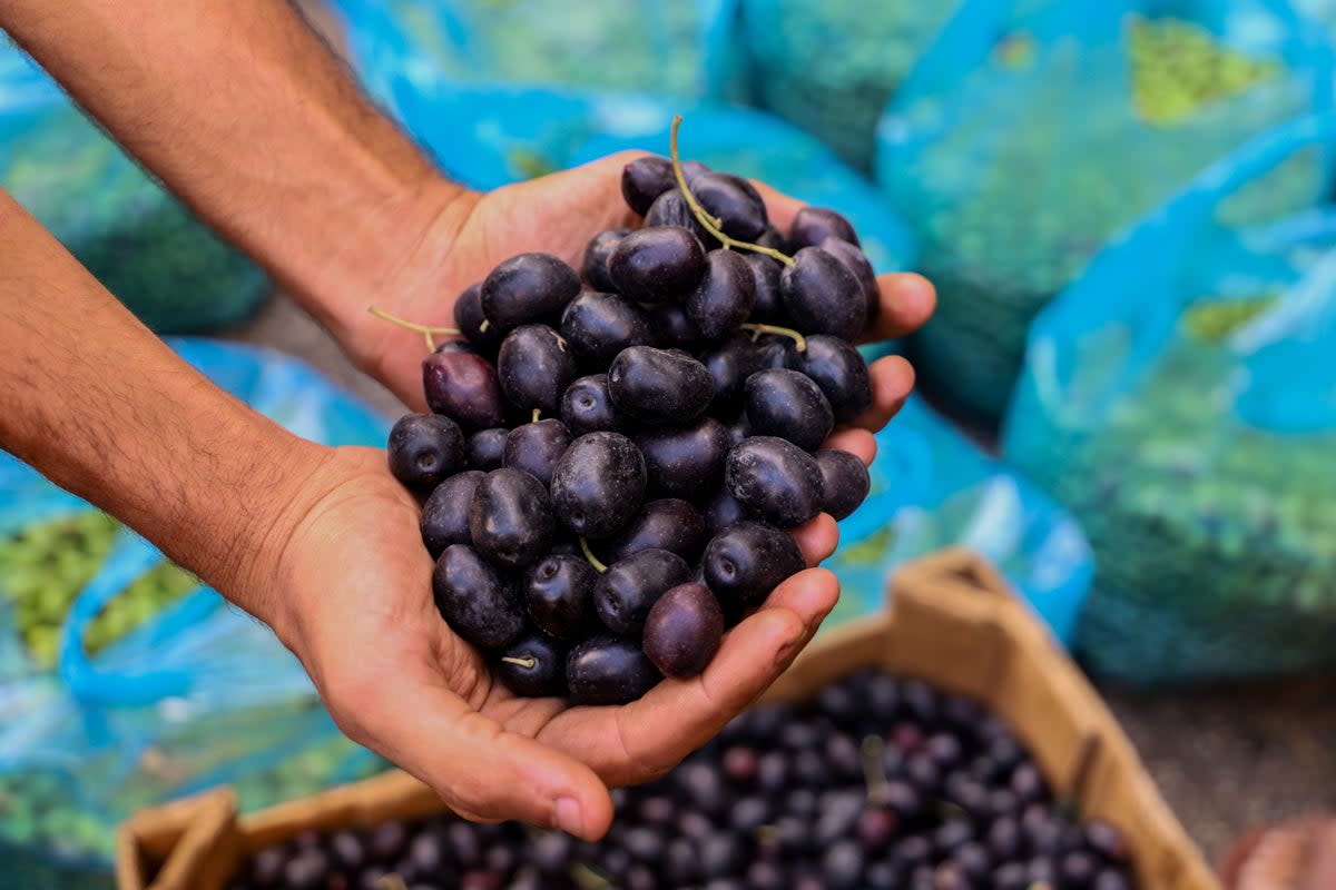 Olives are a major source of revenue for the Palestinian economy (Independent Arabia)