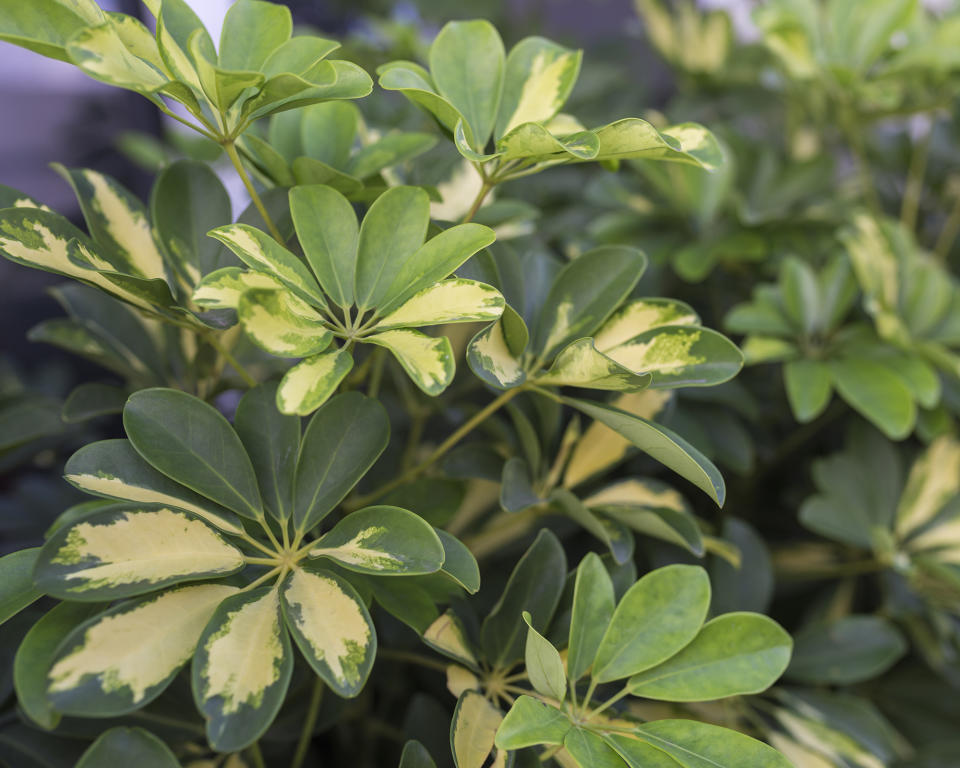 7. Umbrella plant (Schefflera actinophylla)