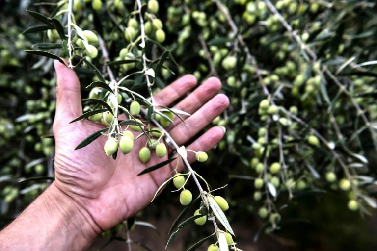 A farmer displays olives on a grove on RAF Akrotiri in southwestern Cyprus -- British sovereign territory that could be hit by regulatory uncertainties, under a no-deal Brexit