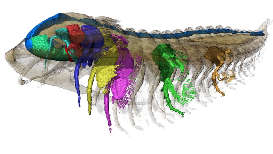 The trilobite Protolenus is seen from the side. The digestive system is shown in blue, the hypostome, or mouth structure, in green (far left), and the labrum, a bulbous structure above the mouth that is sometimes called an upper lip in insects, in red. - Arnaud Mazurier/Institut de Chimie des Milieux et Matériaux de Poitiers/University of Poitiers