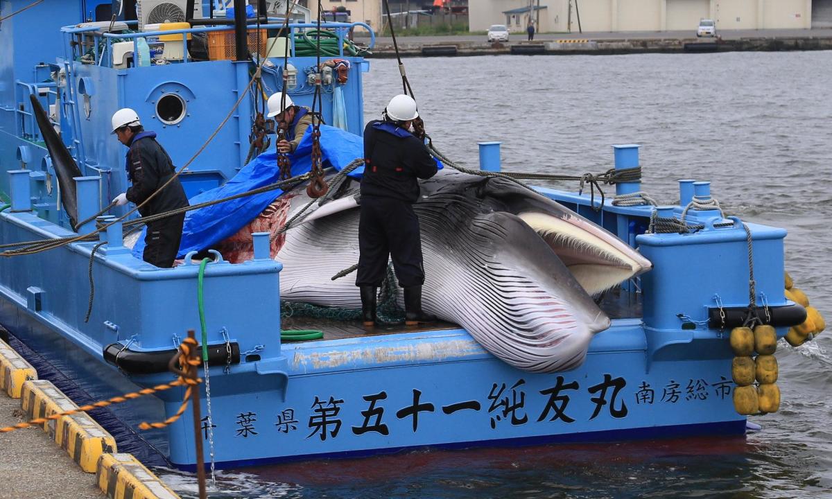 Les pays font pression pour saper l’interdiction de la chasse commerciale à la baleine