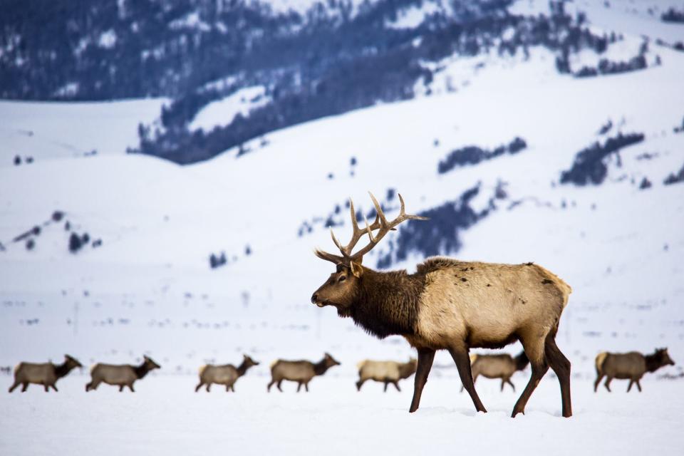 Jackson Hole, Wyoming