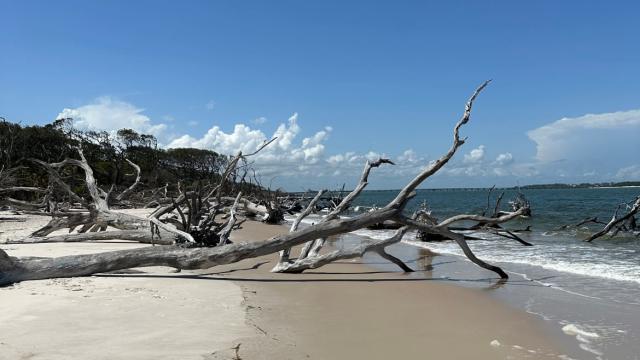 <div class="inline-image__caption"><p>The blasted remains of trees that festoon the beaches on Talbot Island.</p></div> <div class="inline-image__credit">William O'Connor</div>