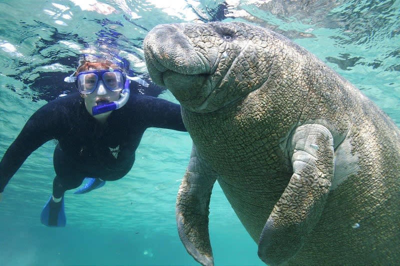 A snorkeler swims with a manatee in the Crystal River National Wildlife Refuge.