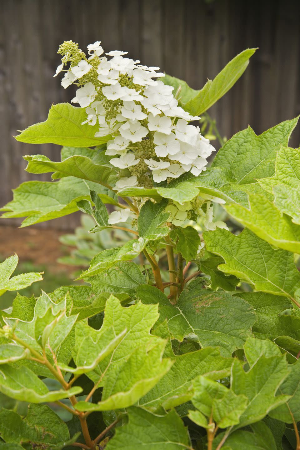 snow queen oakleaf hydrangea blossoms