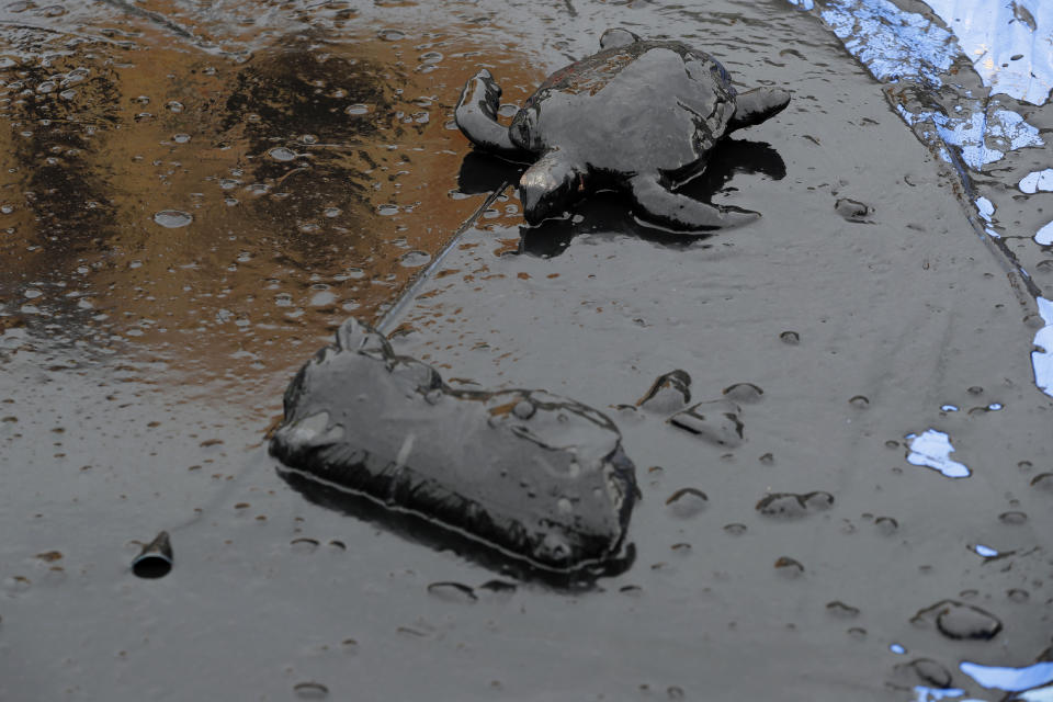 A toy turtle lays covered in oil during a Greenpeace protest against the government's environmental policies, in front of the Planalto Presidential Palace, in Brasilia, Brazil, Wednesday, Oct. 23, 2019. Greenpeace denounced what they call the government's neglect of environmental issues and slowness to solve problems like the oil spill in the northeast and fires in the Amazon. (AP Photo/Eraldo Peres)