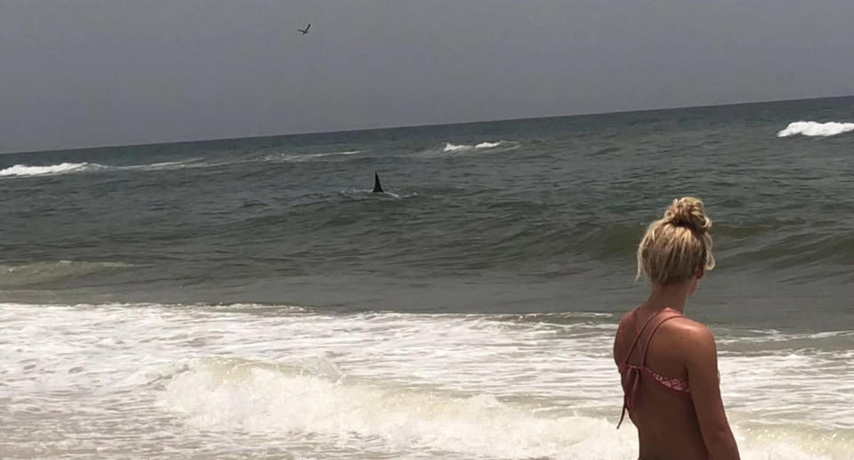 Pictured is a four-metre hammerhead shark seen close to the shore at Navarre Beach, Florida, as a woman in a bikini watches on. 