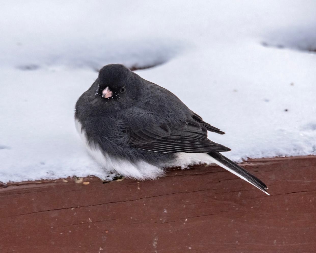 The dark-eyed junco competes in Wisconsin's Fat Bird Week.