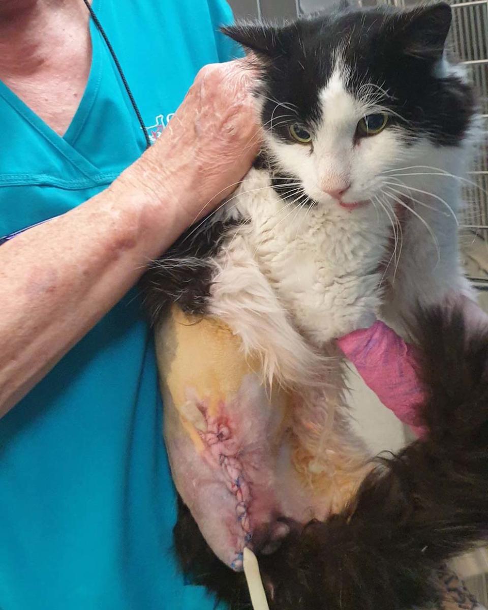 Muffin after having his leg amputated on Wednesday. Source: Alexus De Latora  