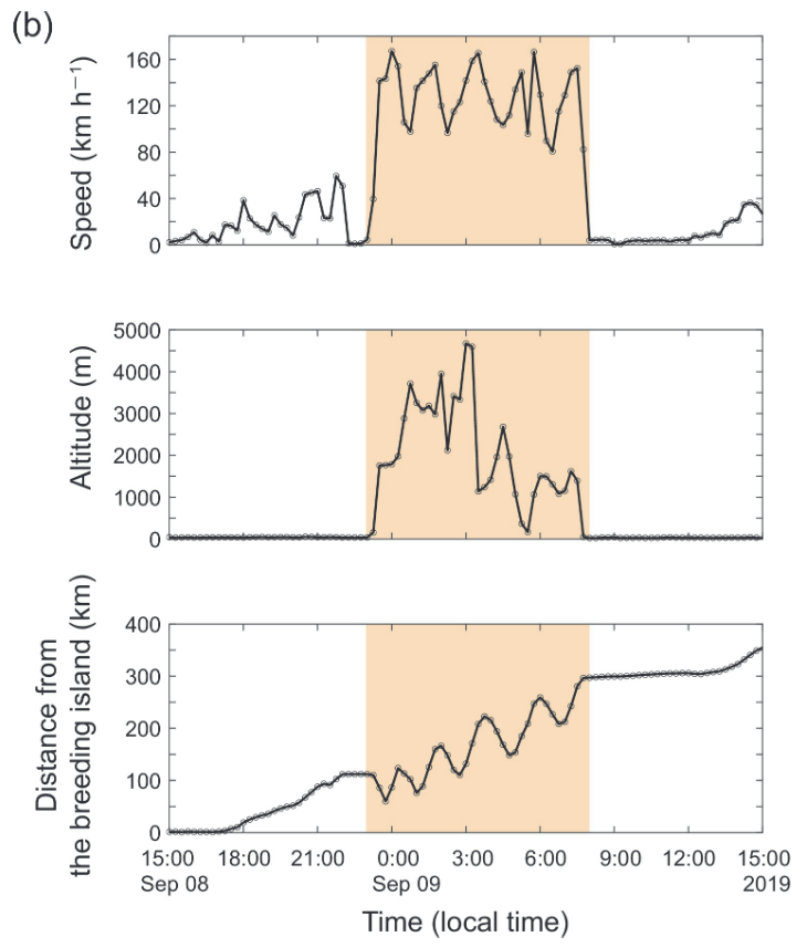 Les différentes données de vitesse, d’altitude et de distance avec son île d’origine (Mikurajima). Source : Kozue Shiomi, université de Tohoku 