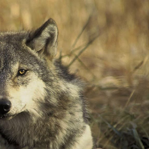 Critics of the proposal to delist gray wolves argue that the decision is premature. They say stripping wolves of their federal protections could hurt the animals' chance of recolonizing other parts of their historic range, such as Colorado and