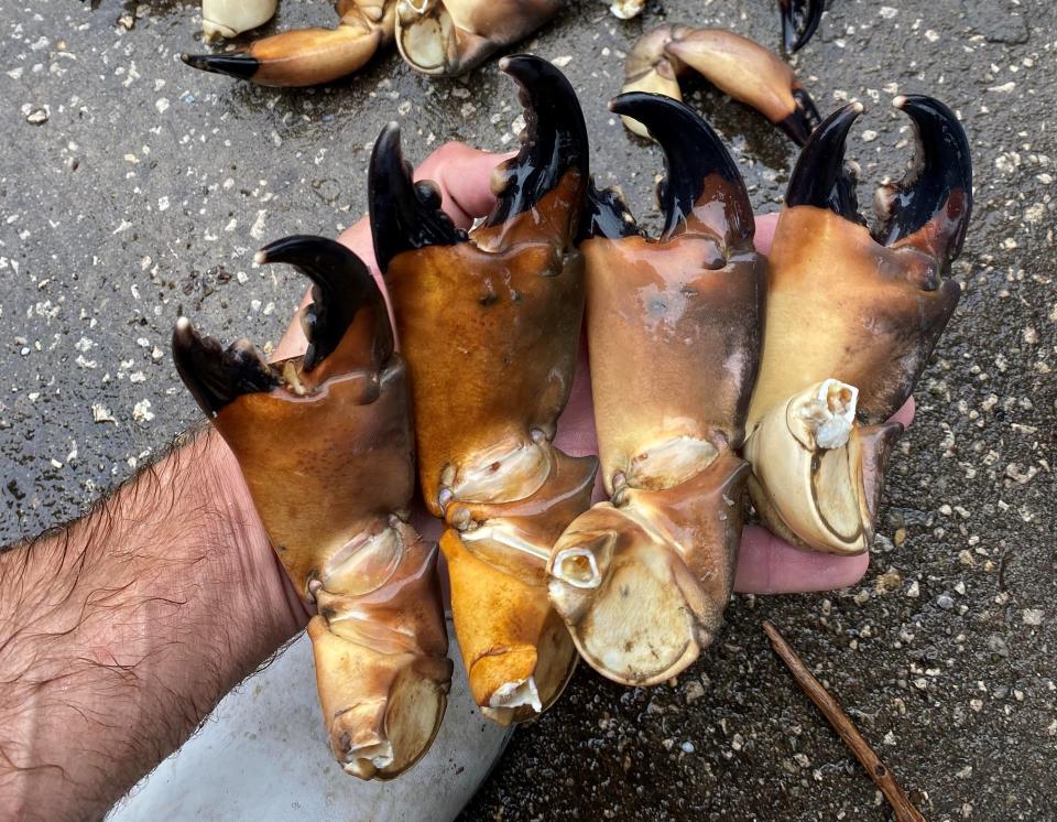 One man's pincher is another man's delicacy: A handful of stone-crab claws.