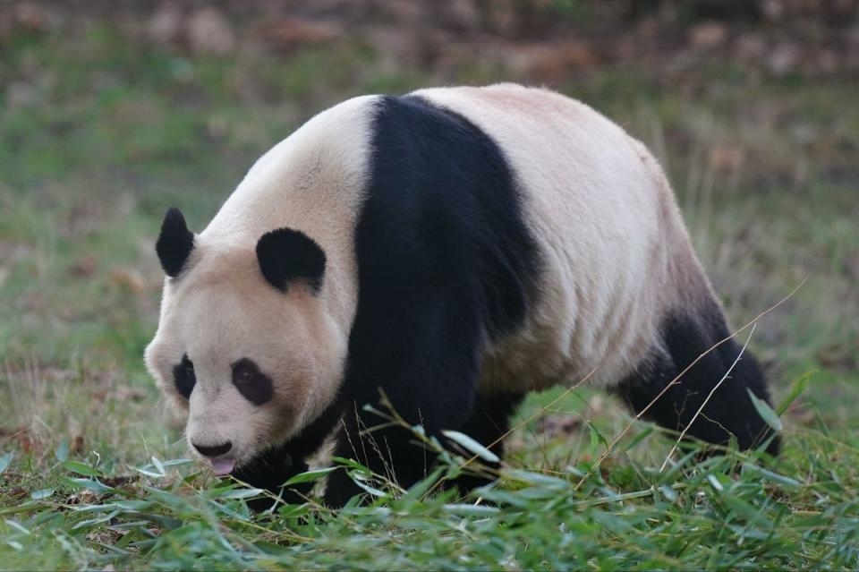 Giant panda Yang Guang at Edinburgh Zoo, as visitors have one final opportunity to say goodbye before zoo keepers get him ready to make his way back to China (PA)