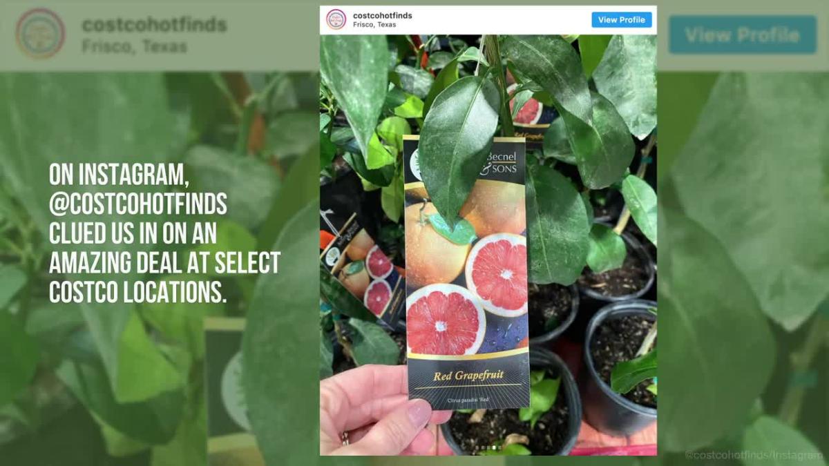 Costco Is Selling Huge Citrus Trees for Just 25.99