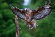 Doch egal, ob helles, mittel- oder dunkelbraunes Federkleid, die Flügelunterseite erscheint weiß gezeichnet. Der Mäusebussard ist hierzulande der am häufigsten gesichtete sowie gehörte Greifvogel. Sein heller Ruf ist charakteristisch. (Bild: iStock/Henk Bogaard)