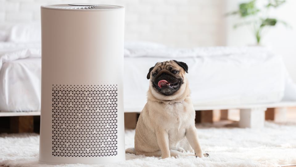 Here's why you should be using an air purifier—stat
