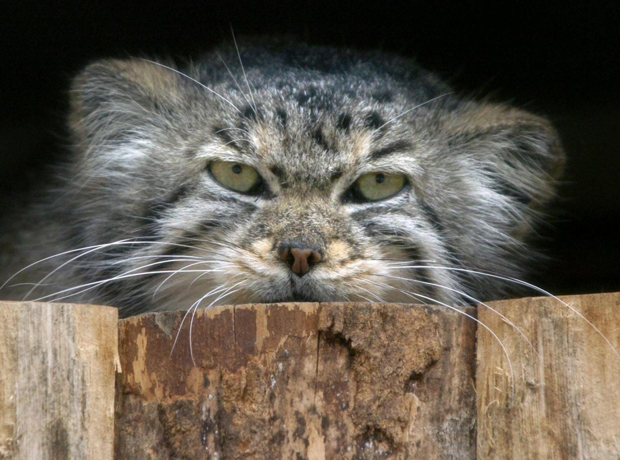 Cincinnati's top Google search for an animal this year was a Pallas's Cat.