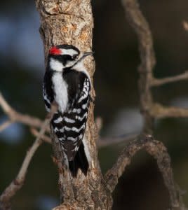 A Downy woodpecker is shown in this undated photo provided February 2, 2018.  Courtesy Arlene Koziol/The Field Museum/Handout via REUTERS