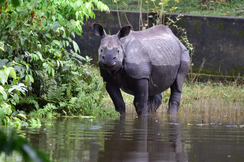 KAZIRANGA,INDIA-JULY 16,2020 :A rhino takes shelter at a higher land in the flood-hit Kaziranga National Park in Nagaon district of Assam, India - PHOTOGRAPH BY Anuwar Ali Hazarika / Barcroft Studios / Future Publishing (Photo credit should read Anuwar Ali Hazarika/Barcroft Media via Getty Images)