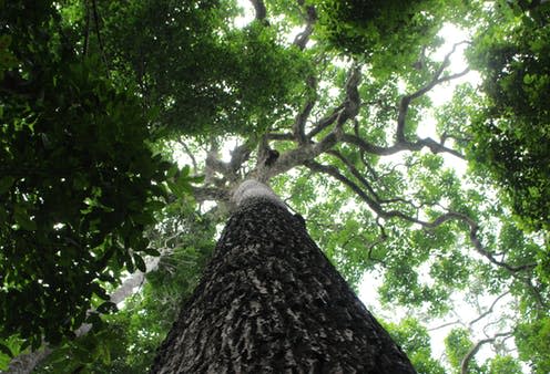 <span class="caption">A Brazil nut tree in Jaú National Park, Amazonas, Brazil.</span> <span class="attribution"><a class="link " href="https://www.cell.com/trends/plant-science/fulltext/S1360-1385(19)30335-8" rel="nofollow noopener" target="_blank" data-ylk="slk:Victor Caetano-Andrade;elm:context_link;itc:0;sec:content-canvas">Victor Caetano-Andrade</a></span>