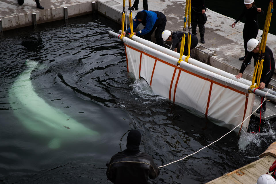 Open-water sanctuary for Beluga Whales