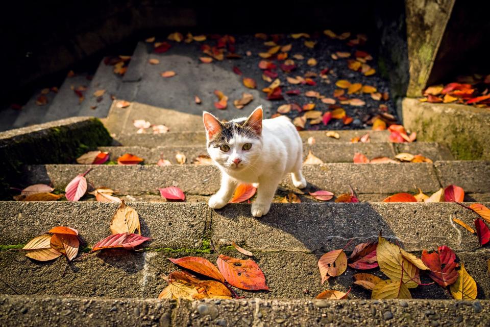 cat on steps covered with colorful autumn leaves; fall tips for pets