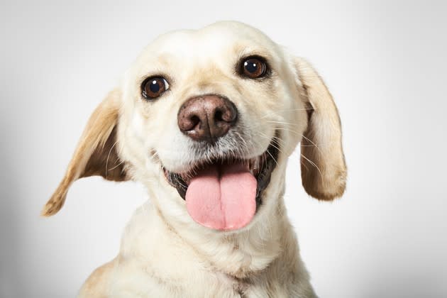 Cosita, a dog who was rescued in Mexico and taken to the Humane Society of New York. See more portraits of shelter dogs from photographer Richard Phibbs <a href="http://www.theatlantic.com/photo/2016/11/Rescue-Me-Book-Richard-Phibbs/506495/?utm_source=yahoo" rel="nofollow noopener" target="_blank" data-ylk="slk:here;elm:context_link;itc:0;sec:content-canvas" class="link ">here</a>.