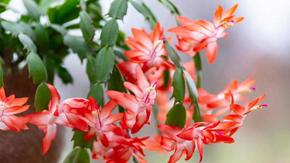 blooming schlumbergera christmas cactus houseplant in flower pot thanksgiving cactus close up