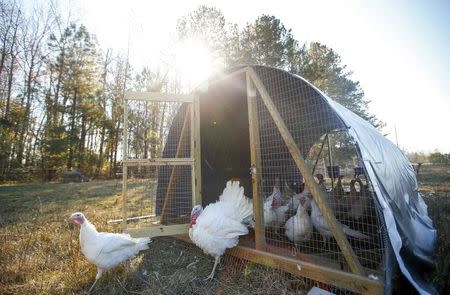 A group of Beltsville Small White turkeys are seen as they exit their coop at Julie Gauthier's farm in Wake Forest, North Carolina, November 20, 2014. REUTERS/Chris Keane