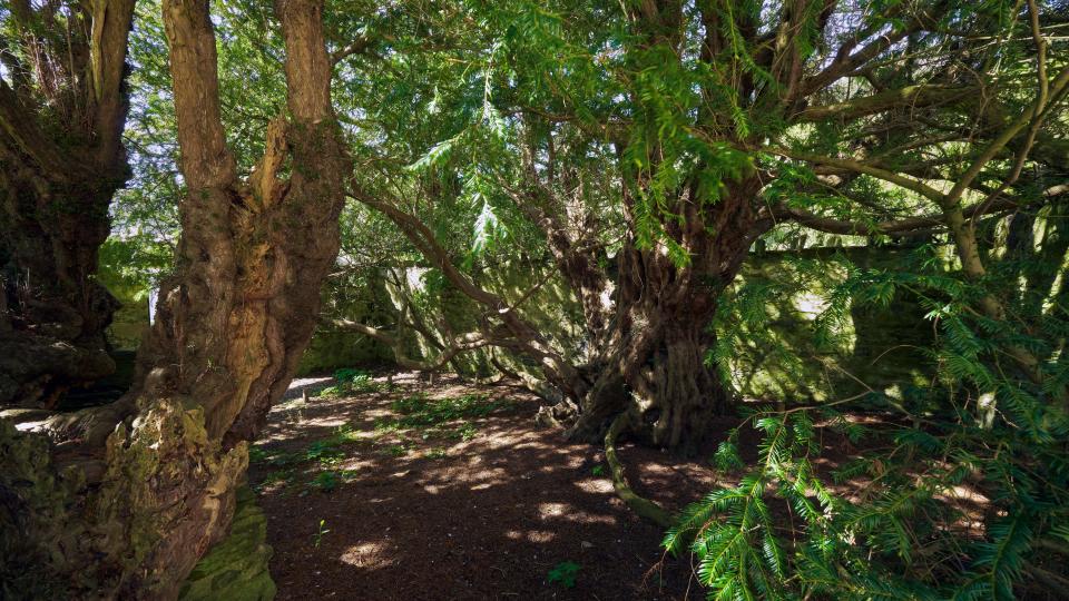 The fortingall yew tree in a wooded area in Scotland