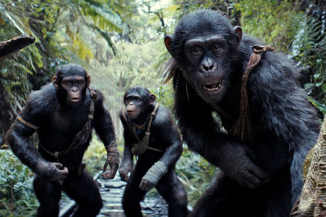 <p>Courtesy of 20th Century Studios</p> "Kingdom of the Planet of the Apes"